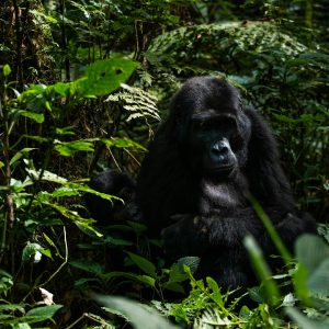 Gorilla Trekking at Bwindi