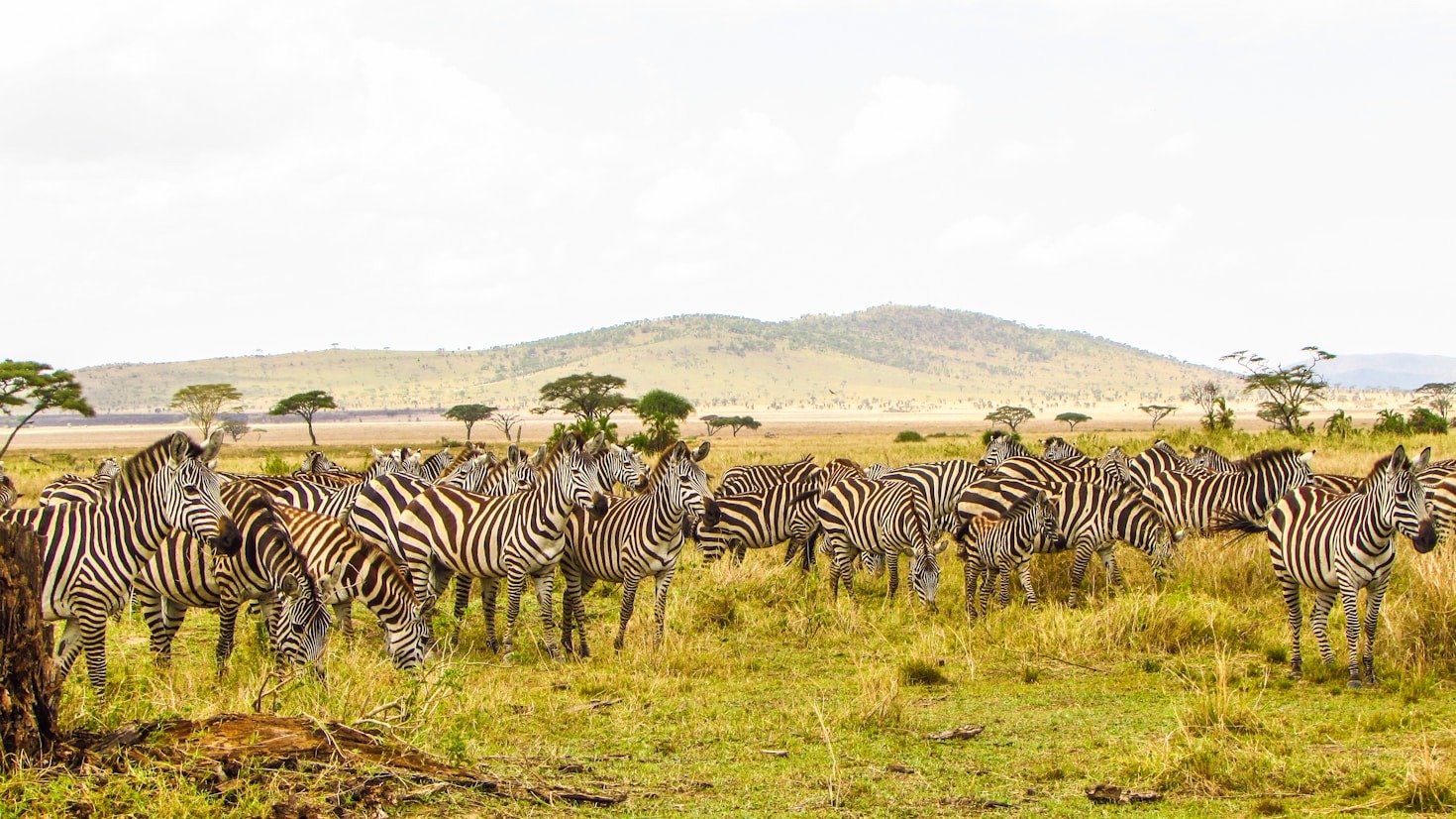 How FerineAfrica Promotes Sustainable Travel